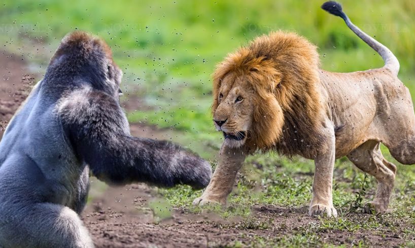 Craziest Animal Fights Of ALL TIME...