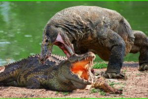 Crazy Komodo Dragon Fights Crocodiles To Defend Territory | Who Will Win?