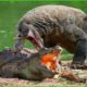 Crazy Komodo Dragon Fights Crocodiles To Defend Territory | Who Will Win?