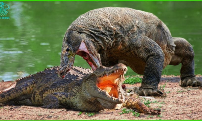 Crazy Komodo Dragon Fights Crocodiles To Defend Territory | Who Will Win?