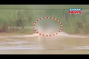 Crocodile Drags Woman Into Water In Birupa River While Doing Household Chores
