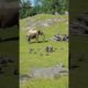 Cute Baby Elephant Trips While Playing With Birds