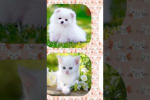 Cute Cat 😺 vs Cute Dog 🐶 Gifts Box 🎁 #shorts