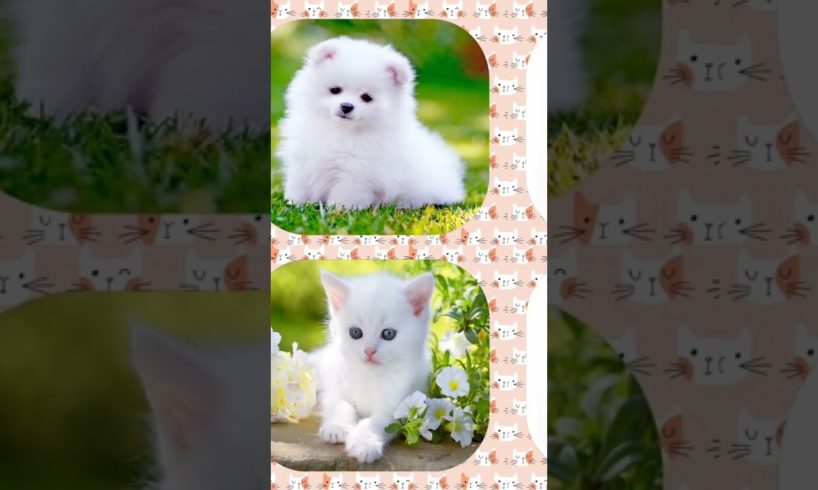 Cute Cat 😺 vs Cute Dog 🐶 Gifts Box 🎁 #shorts
