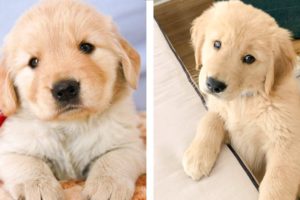 Cute Golden Dogs Help You Relax After Tiring Day 🐶🥰 | Cute Puppies