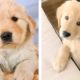 Cute Golden Dogs Help You Relax After Tiring Day 🐶🥰 | Cute Puppies