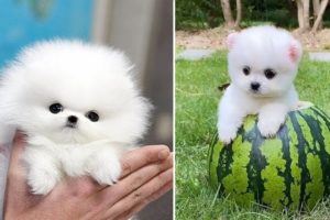 Cute Pomeranian Puppies Doing Funny Things #9 | Cute and Funny Dogs