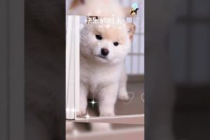 Cute Puppies Bath Time Adorable Reactions to Water #shortsvideo #doggypets