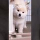 Cute Puppies Bath Time Adorable Reactions to Water #shortsvideo #doggypets