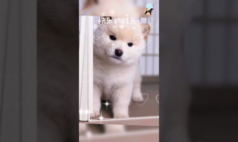 Cute Puppies Bath Time Adorable Reactions to Water #shortsvideo #doggypets