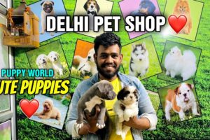 Cute Puppies Delhi Pet Shop ❤️ | German Shepherd American bully Labrador Husky | Cheap Dog Market