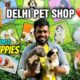 Cute Puppies Delhi Pet Shop ❤️ | German Shepherd American bully Labrador Husky | Cheap Dog Market