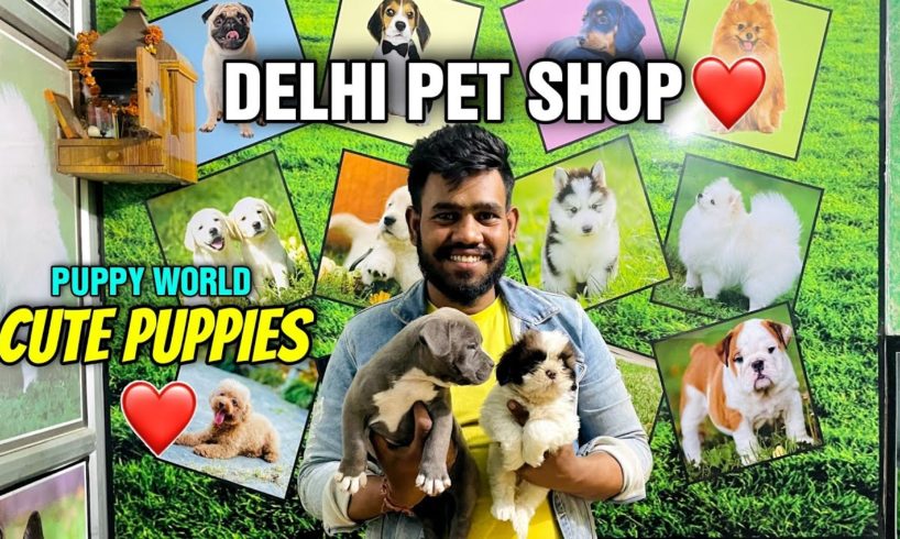 Cute Puppies Delhi Pet Shop ❤️ | German Shepherd American bully Labrador Husky | Cheap Dog Market