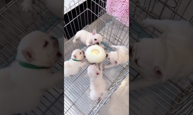 Cute Puppies Drinking Milk #shorts #puppy #dog