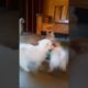 Cute Puppies Want To Play With Cat #short