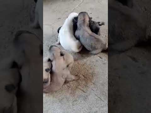 Cute Puppies#shorts#viral