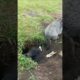 Cute Wild animal bobak marmot or prairie dog 56 #marmot #animal #animals #funny #wildanimals #cute