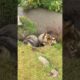 Cute Wild animal bobak marmot or prairie dog 72 #marmot #animal #animals #funny #wildanimals #cute
