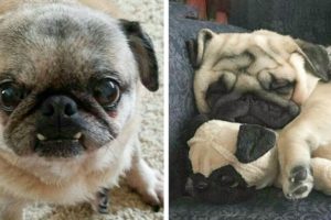 😍Cute & Funny Pug Videos That Are IMPOSSIBLE Not To Aww At💖🐶| Cutest Puppies