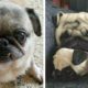 😍Cute & Funny Pug Videos That Are IMPOSSIBLE Not To Aww At💖🐶| Cutest Puppies
