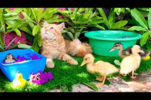 Cute and Adorable Animals playing Together_Ducklings Swimming