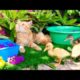 Cute and Adorable Animals playing Together_Ducklings Swimming