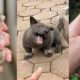 Cute baby animals Videos Compilation cutest moment of the animals #8