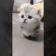 Cute baby kitten meow ❤️ #shorts