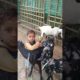 Cute boy playing with Goats #cute #animals #shorts