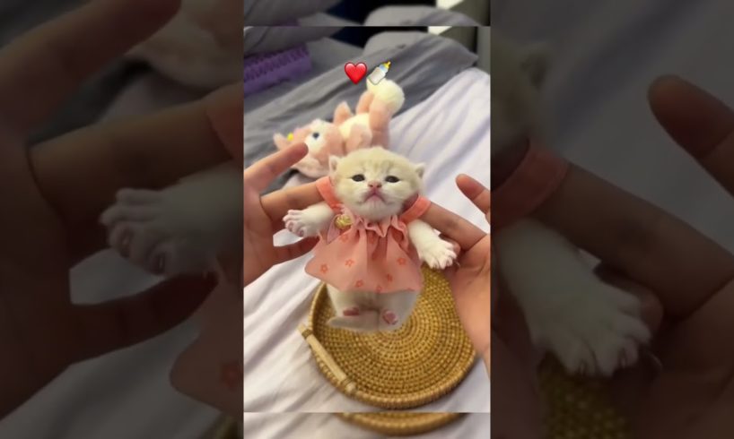 Cute kitten #cat #lovecats #cats #catvideos #kittens #catlover #princesscat #kitten
