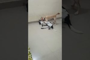 Cute puppies Ki Masti 🥺😯🤭❤️🔥 #puppyvideos #trending #dog