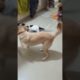 Cute puppies Softie and Charlie 😀🤣🔥😁❤️😎 #puppyvideos #trending #dog