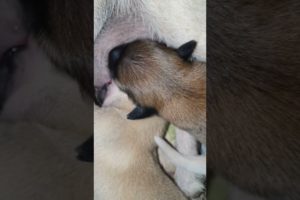 Cute puppies breastfeeding