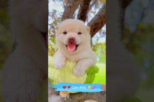 Cute puppy 🥰 and Mummy funny 🤣 What a cute puppy 🐕#100Mviral #trending #shorts #cute #puppy
