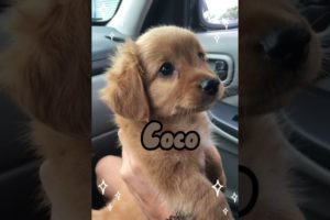 Cute unusual dog names🥰✨