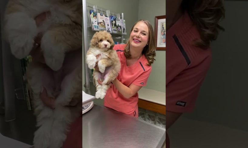 Cutest Aussie doodle puppies! #aussie #aussiedoodle #puppies