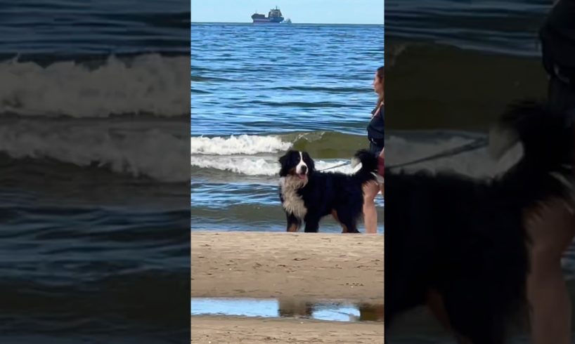 Cutest Dogs | #cutedogs #trendingnow #shortsfeed #viralshort #europe #shorts