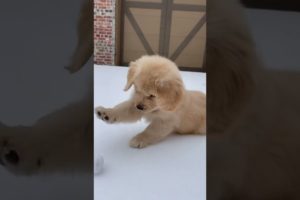 Cutest Golden Retriever EVER!!!!
