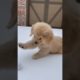 Cutest Golden Retriever EVER!!!!