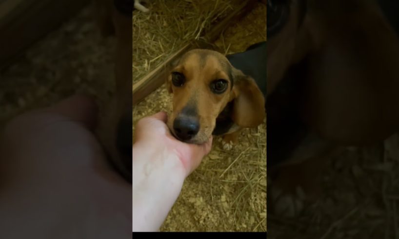 Cutest Puppies EVER!😍 #shorts #puppies #homestead #farmdogs #puppy