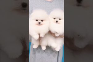 Cutest Puppies Funny 🤣😍🥰🤩😂😅🤗 | #shorts #youtubeshorts #shortsviral