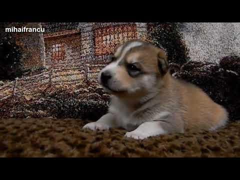 Cutest Puppies Howling Compilation 2014