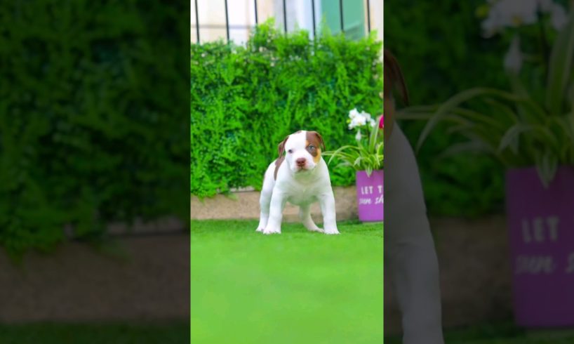 Cutest Puppy in the world #shorts #ytshorts #shortfeed