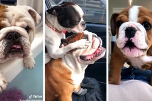 Cutest and Funniest BULLDOGS Compilation 🥰