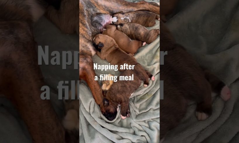 Cutest puppies! #cute #animals #dog #puppy #pets #share #shorts