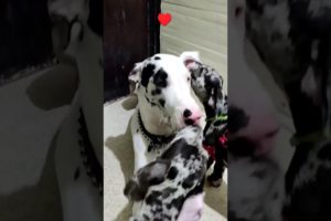 Cutest puppies in the world ♥️😇 #shorts #greatdane #puppy #playful #calmdown #lovedogs #pets