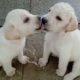 Cutest puppies playing