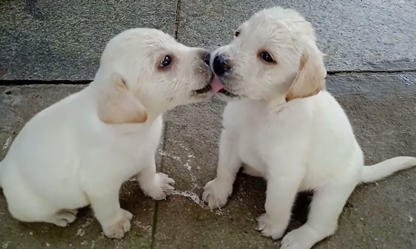 Cutest puppies playing