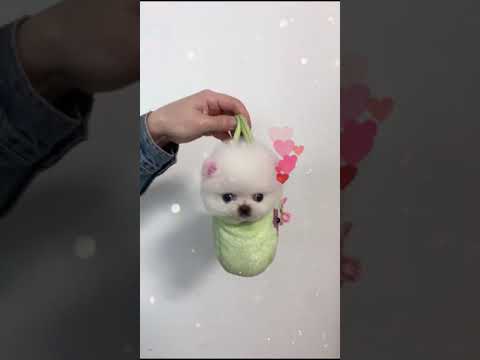 Cutest puppy compilation video | Cute baby reaction | Best puppy compilation | Puppy of  the year |