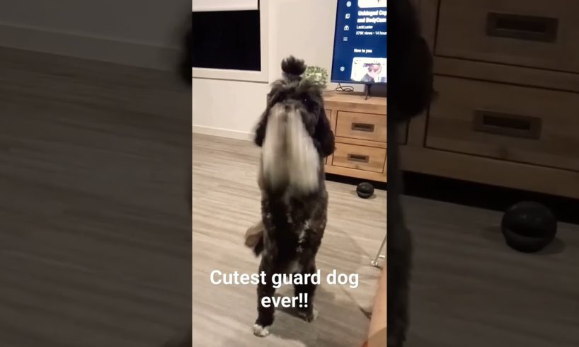 Cutest puppy does a little dance while barking